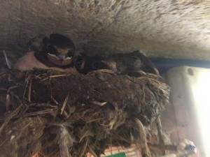Baby swallows           